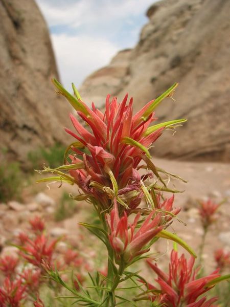 Capitol Reef NP, Blume - Flower