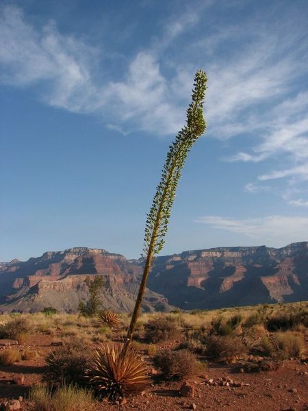 Grand Canyon - Pflanze/Plant