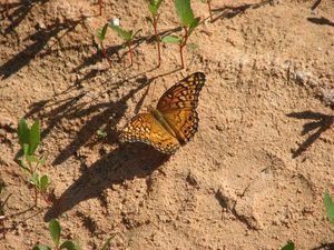 Nat. Bridges NM - Schmetterling/butterfly