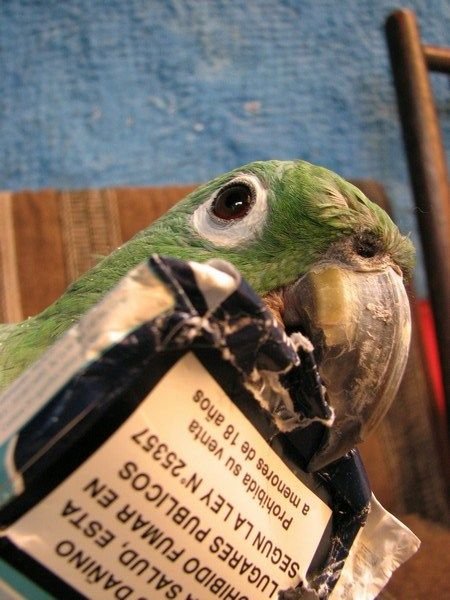 Huancayo - Papagei/Parrot