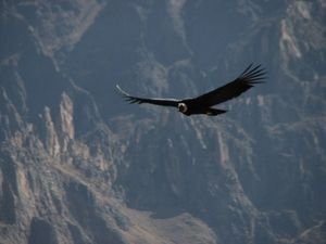Colca Canyon - Condor