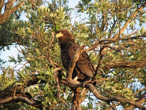 Braunadler / Brown eagle