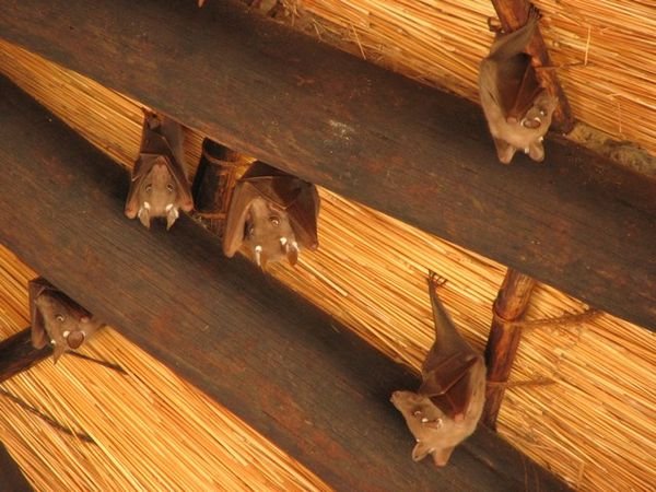 Fledermäuse / Bats