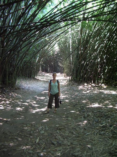 Bamboo garden at the Lancetilla