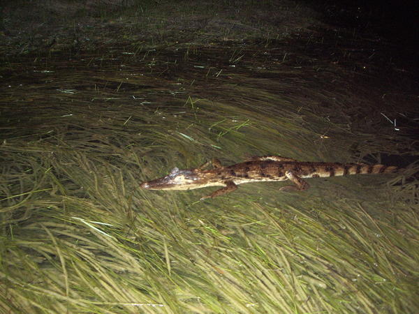 to go late night crocodile spotting...