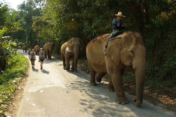 Walking back from Haven to Elephant Nature Park
