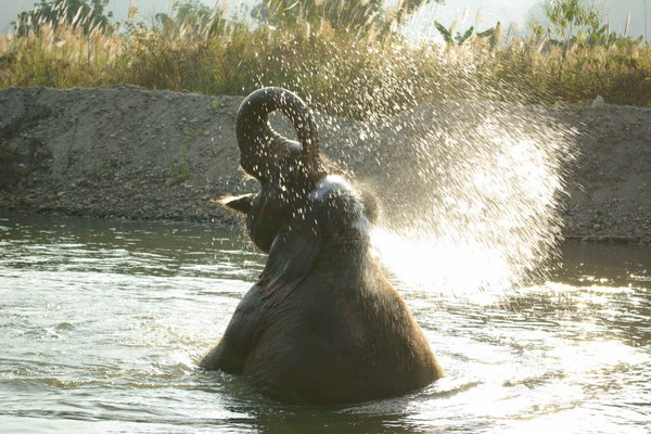 Bathing, elephant style