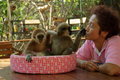 Pharanee and the baby gibbons