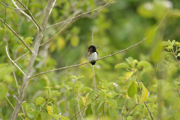 Cuban Bee Hummingbird