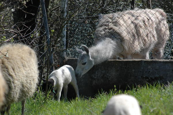 llama and sheep