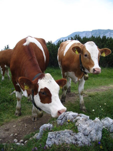 cows with bells