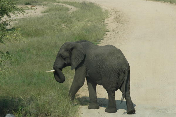 Elephant on the move