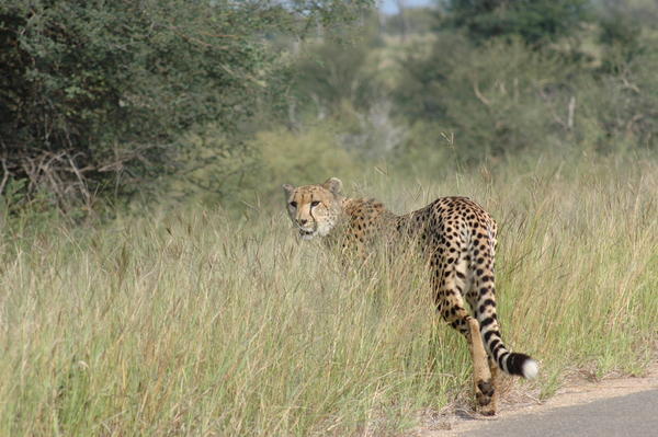 Cheetah leaving the road