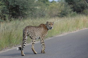 Cheetah sighting