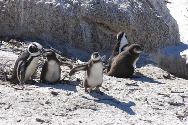 Baby penguins