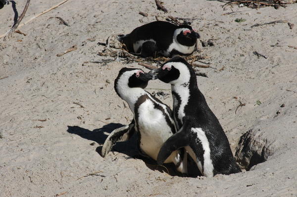 Kissing penguins