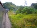 jungle railway