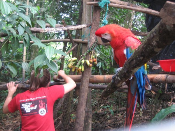 Jana working inside the red Macaw cage