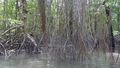Port Barton - mangroves (1)