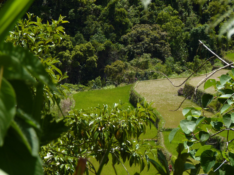 Trek dans les rizières - Campulo, Batad, Banaue (36)