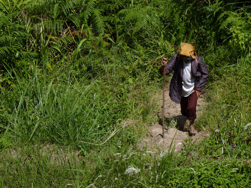 Trek dans les rizières - Campulo, Batad, Banaue (40)