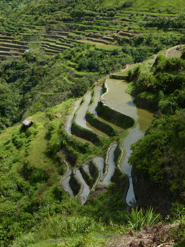 Trek dans les rizières - Campulo, Batad, Banaue (46)