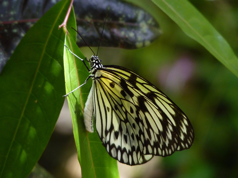 Bohol (23) - Butterfly conservation center