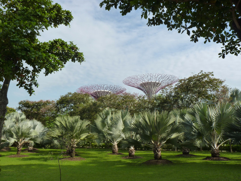 Gardens by the bay (2)