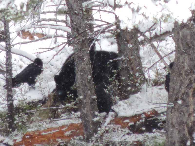 black bear among the trees-Ray