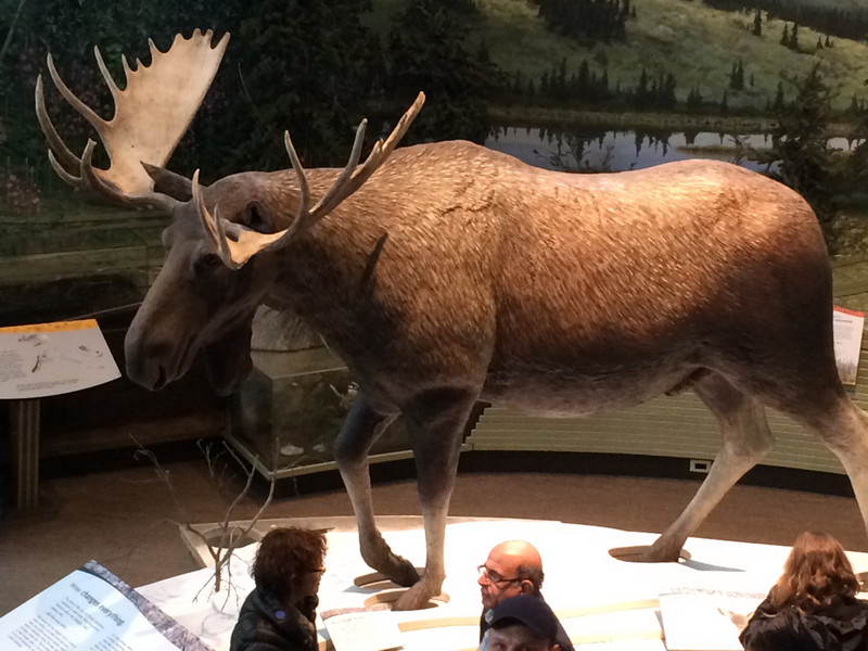 Moose statue exhibit
