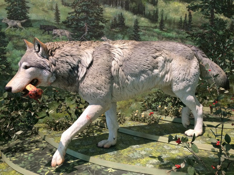 Wolf exhibit