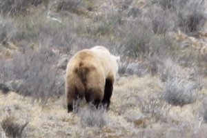 Grizzly in Denali