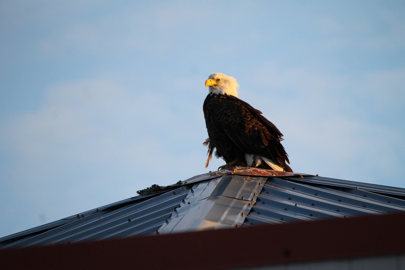 Eagle on the RV office roof