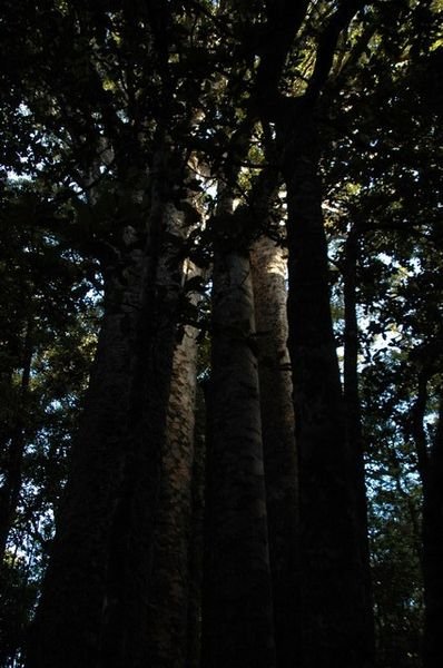 Waipoua Forest 001