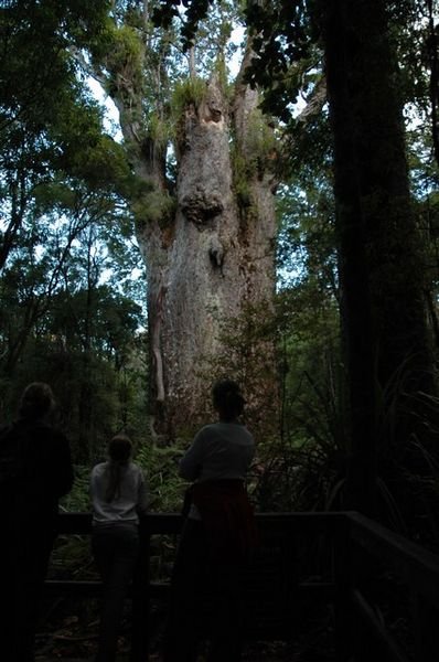 Waipoua Forest 002
