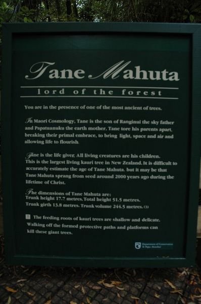 Waipoua Forest 003