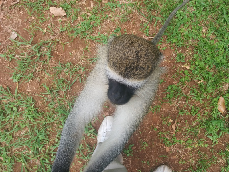 velvet monkey begging for avocado