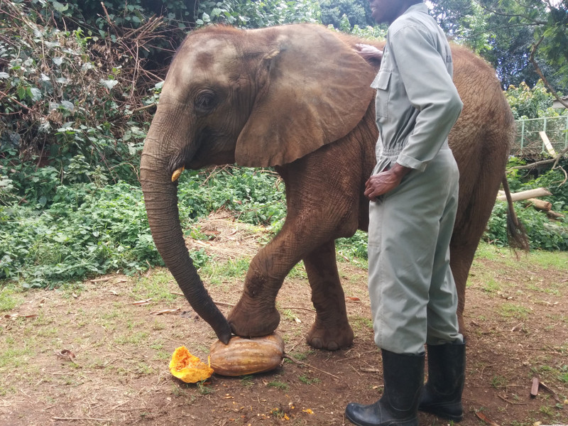 elephant loves pumpkin