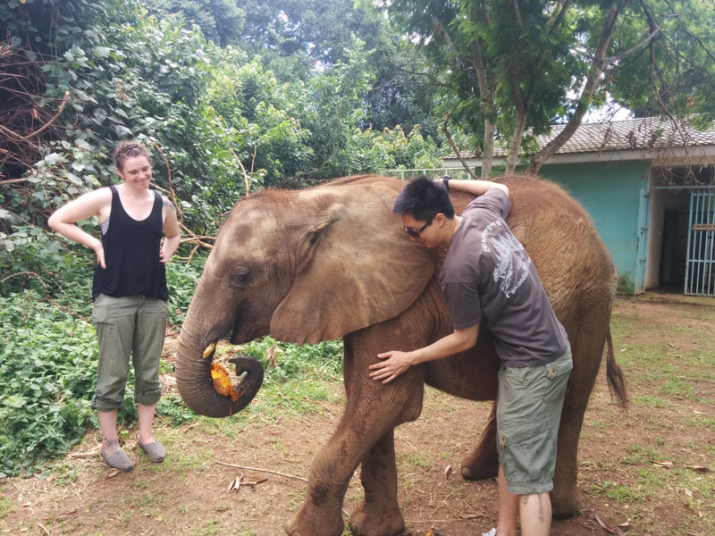 petting the elephant 1