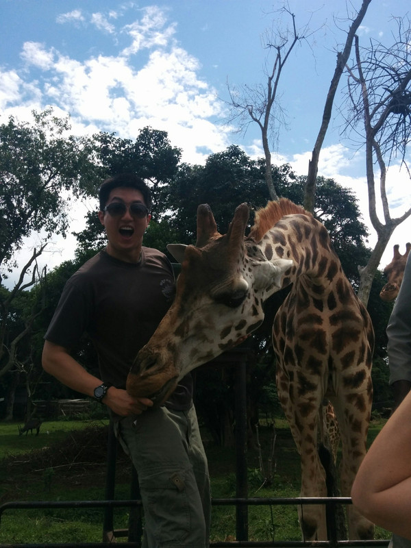 giraffe feeding 2