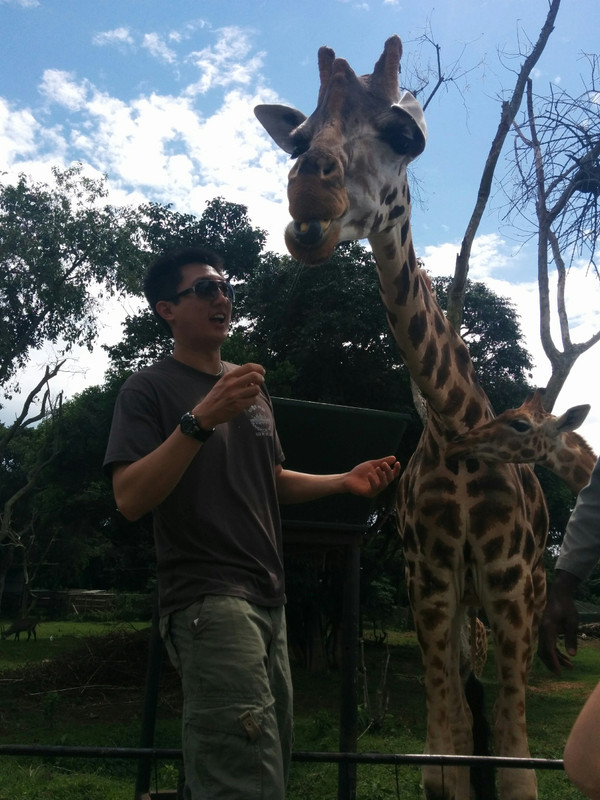 giraffe feeding 3