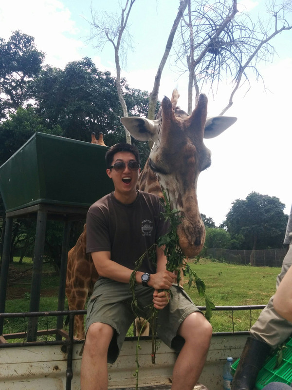 giraffe feeding 4