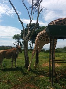 kob and giraffe