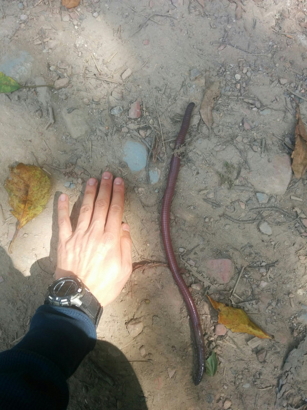 huge earthworm!