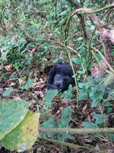 infant gorilla 1
