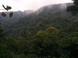 view while gorilla tracking
