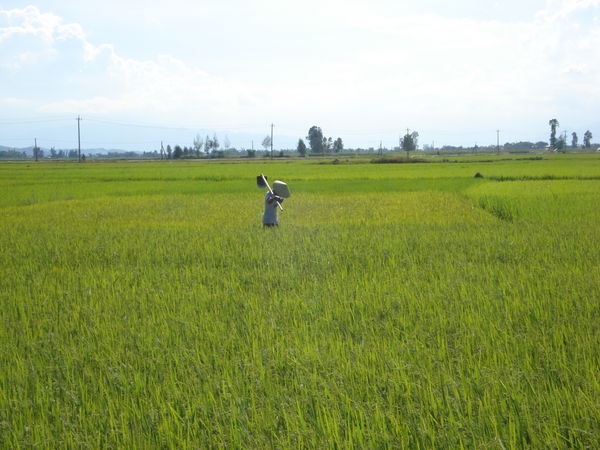 Worker in Rice fields