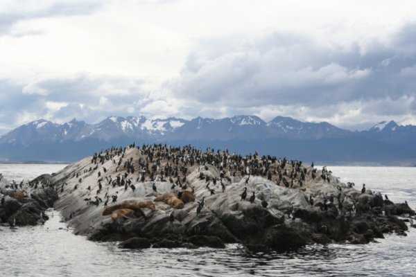 Kormorane, Robben und Seeloewen auf einer Insel im Beagle Kanal