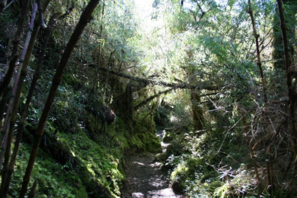 Dichter Urwald: Südbuchen, Canelo (heiliger Baum der Mapuche) und Bambusgehölze