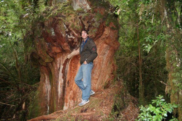 Mehr als 1000 Jahre alt werden diese Alercen im Park Pumalin 
